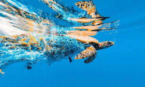 Schildkröte in einem Geisternetz