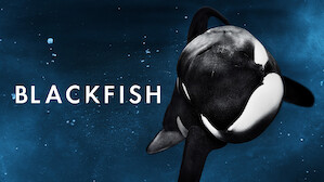 Der Orca Tilikum, ein tragisches Opfer der S&auml;ugetierhaltungsindustrie